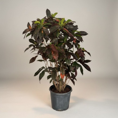 Craton Ağacı Büyük